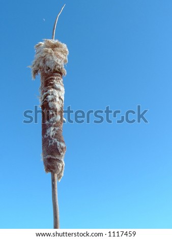 CatTail seed head with a midday crescent moon behind