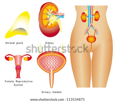 female urine system