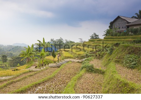Terraced Rice Field, Southeast Asia.