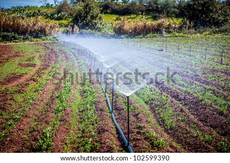 water irrigation of potato field on sunny day