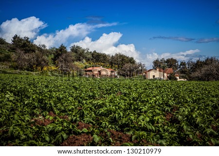 houses in old farm with potato field on blue sky and clouds