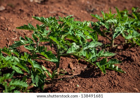 newly planted tomato shoots on cultivated land