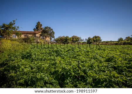 potato field and old house under blue sky day
