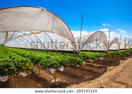 hydroponic cultivation of  sweet strawberries on greenhouse