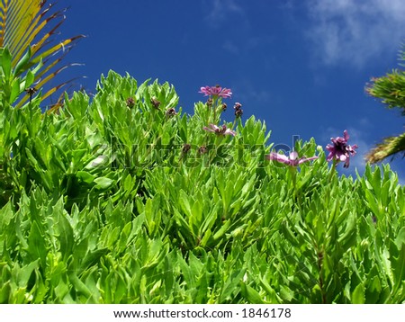 Beautiful flower in the sun against blue sky with copy space.