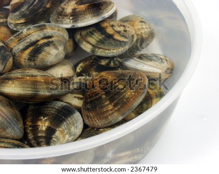 fresh live clams on a bowl of sea water