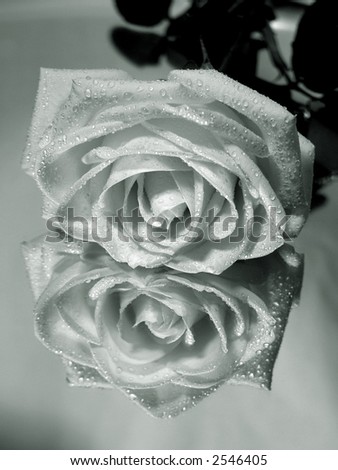 black and white artistic photography. stock photo : Artistic black