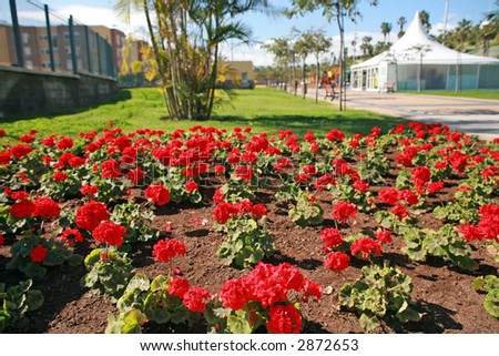 field of red geranium in the city park