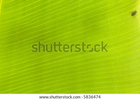 shadow of a fly on banana tree leaf