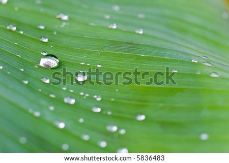 rain water drops on banana tree leaf