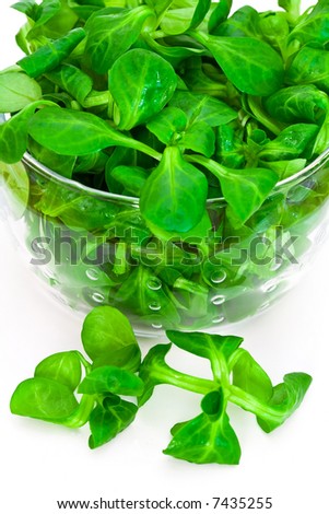 Type Of Salad