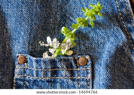 green basil leaf on blue jeans kid pocket