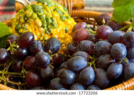 rare type of mini pumpkin on wood basket with grapes