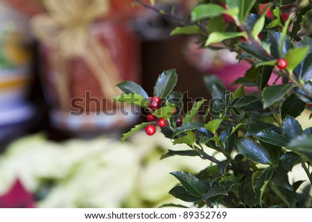 Red berries from a holly tree with green leaves
