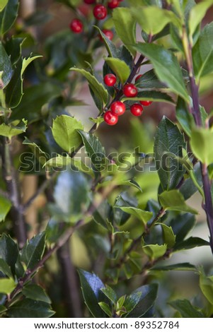 Red berries from a holly tree with green leaves