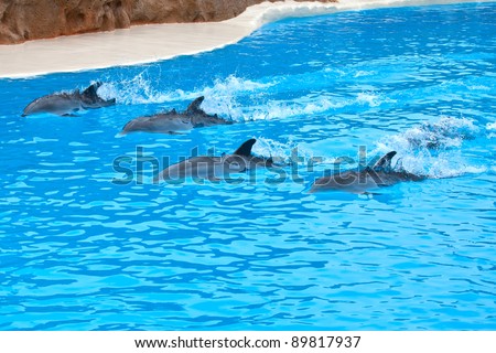 some bottle nose dolphins on blue pool