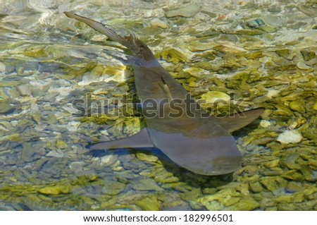 Black tip reef shark in shallow water