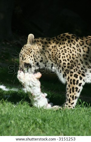leopard eating rabbit