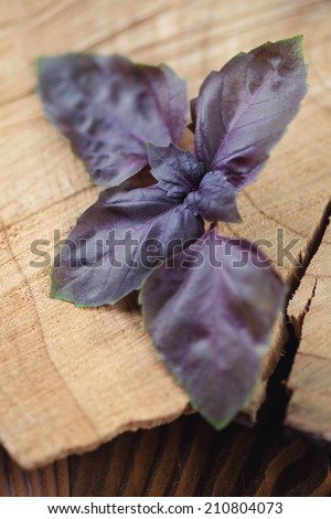 Purple basil leaves, studio shot, shallow depth of field