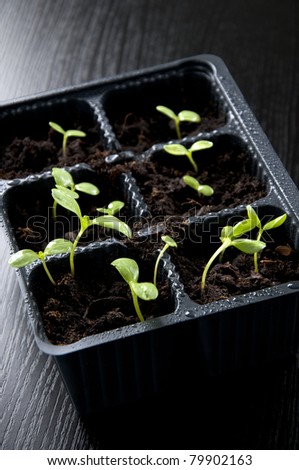 Green seedlings. Environmental protection concept
