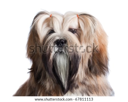 apso lhasa dog. Portrait of lhasa apso dog