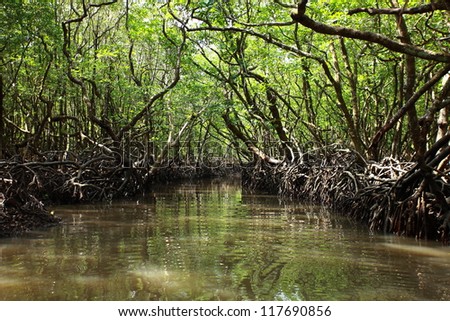 Mangrove tree in Havelock Island in Andamans, India.