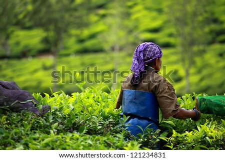 Woman picking tea leaves in a tea plantation, Munnar is best known as India\'s tea capital