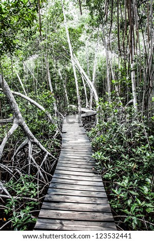Mangrove forest in Colombia ( HDR image )