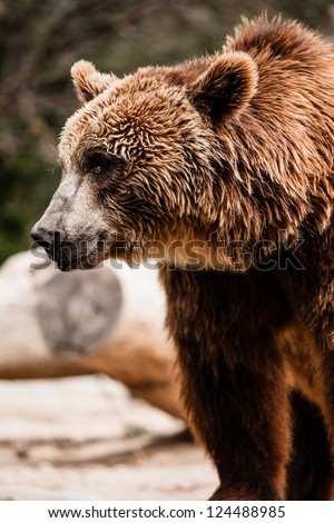 Brown bear in a funny pose ( HDR image )