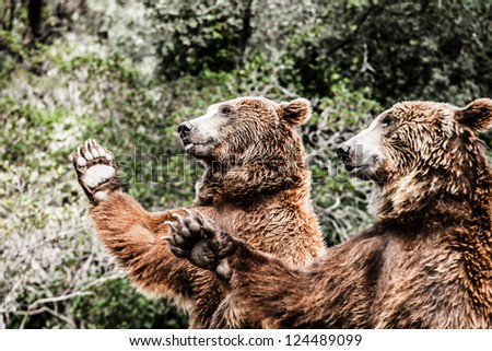 Brown bear in a funny pose ( HDR image )