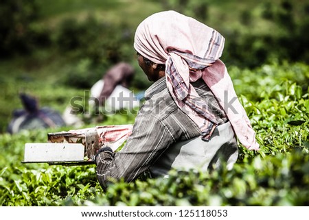 Woman picking tea leaves in a tea plantation, Munnar is best known as India\'s tea capital  ( HDR image )