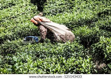 Woman picking tea leaves in a tea plantation, Munnar is best known as India's tea capital  ( HDR image )