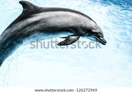 dolphins swim in the pool