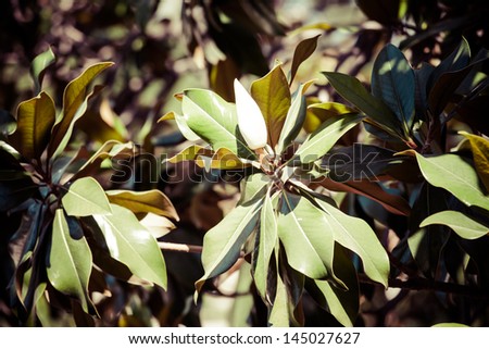 Magnolia grandiflora, commonly known as the southern magnolia or bull bay, is a tree of the family Magnoliaceae
