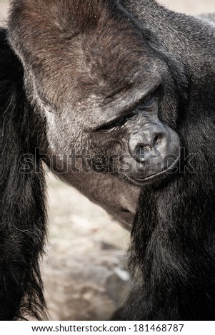 Face portrait of a gorilla male