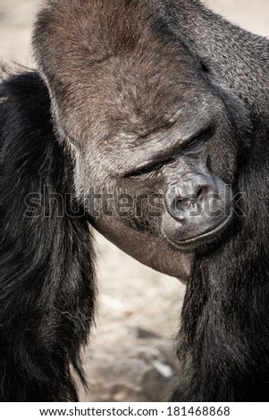 Face portrait of a gorilla male