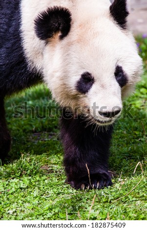Giand panda bear walking