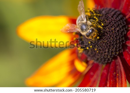 Close-up photo of a Western Honey Bee gathering nectar and spreading pollen on a young Autumn Sun Coneflower (Rudbeckia nitida).