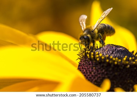 Close-up photo of a Western Honey Bee gathering nectar and spreading pollen on a young Autumn Sun Coneflower (Rudbeckia nitida).