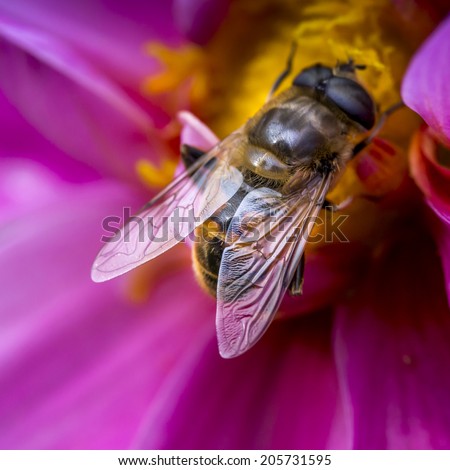 Close-up photo of a Western Honey Bee gathering nectar and spreading pollen.