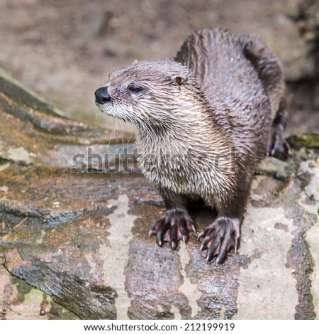 European Otter in nature.