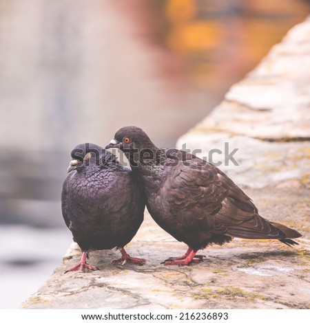 Two pigeons on a wood post show affection towards each other