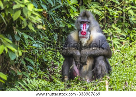 Portrait of the adult male mandrill Visible noise at 100%.