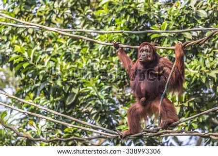 Orangutan in the jungle of Borneo Indonesia. Visible noise at 100%.