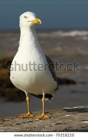 White Gull