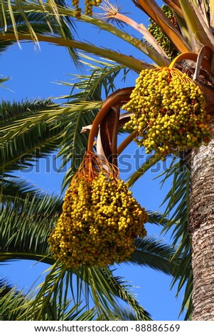 Tropical Palm Fruit