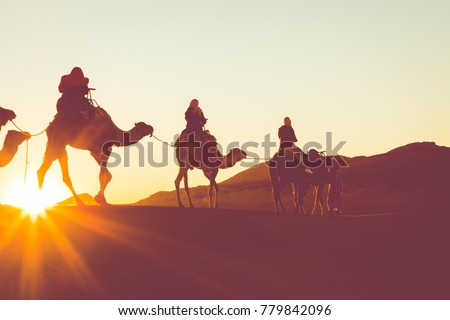 Camel caravan with people going through the sand dunes in the Sahara Desert. Morocco, Africa.