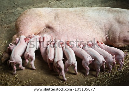 pig breast feeding