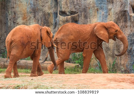 Red couple african elephant