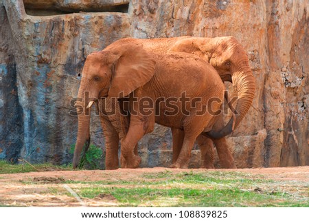 Red couple african elephant